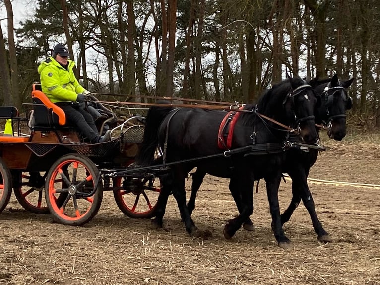 Inne konie gorącokrwiste Wałach 10 lat 166 cm Kara in Altlandsberg