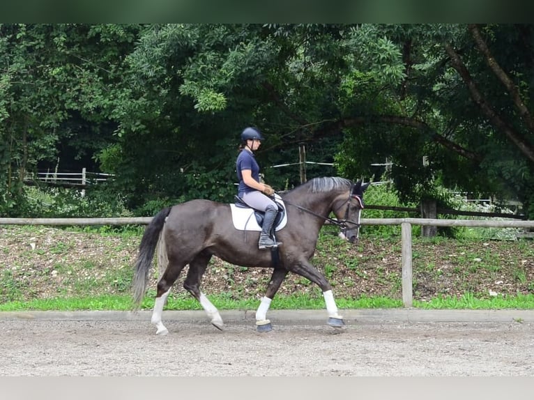 Inne konie gorącokrwiste Wałach 10 lat 167 cm in Wellheim
