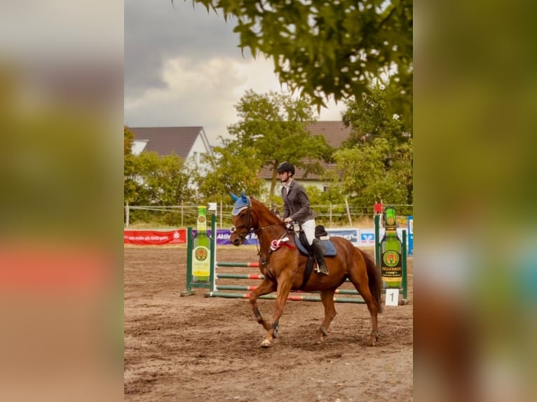 Inne konie gorącokrwiste Wałach 10 lat 168 cm Kasztanowata in Bad Orb