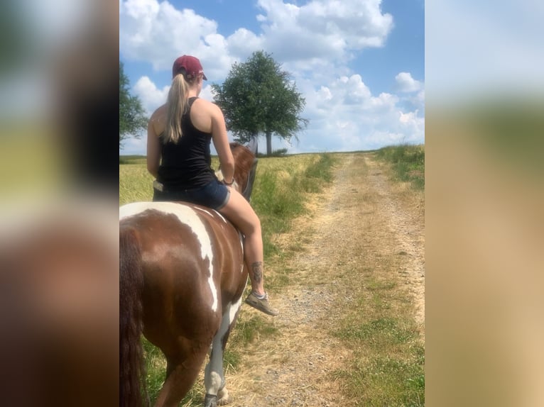 Inne konie gorącokrwiste Wałach 10 lat 170 cm Srokata in Sinsheim