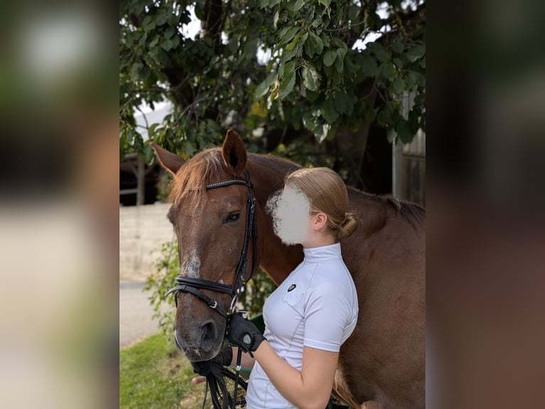 Inne konie gorącokrwiste Wałach 11 lat 160 cm Ciemnokasztanowata in Engelsberg