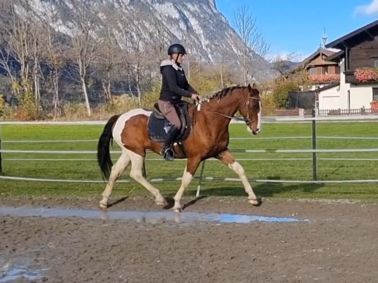 Inne konie gorącokrwiste Wałach 11 lat 160 cm Srokata in Kirchbichl