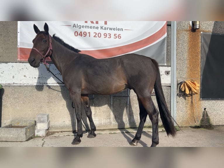 Inne konie gorącokrwiste Wałach 11 lat 165 cm Ciemnogniada in Koekelare