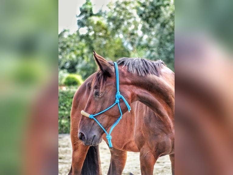 Inne konie gorącokrwiste Wałach 11 lat 165 cm Ciemnogniada in Koekelare