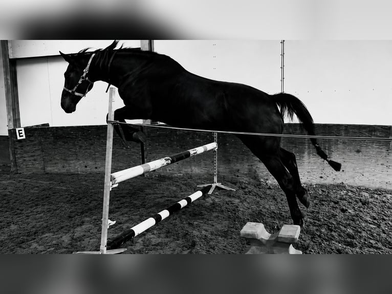 Inne konie gorącokrwiste Wałach 11 lat 165 cm Ciemnogniada in Koekelare