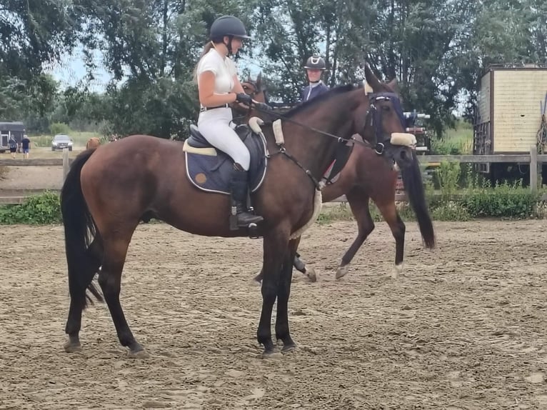 Inne konie gorącokrwiste Wałach 11 lat 165 cm Ciemnogniada in Koekelare