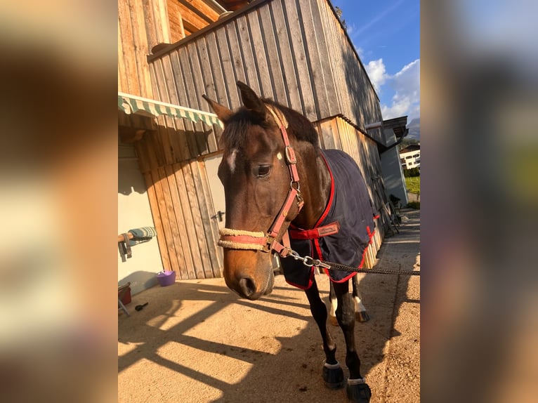 Inne konie gorącokrwiste Wałach 11 lat 165 cm Gniada in Kitzbühel