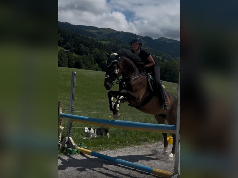 Inne konie gorącokrwiste Wałach 11 lat 165 cm Gniada in Kitzbühel