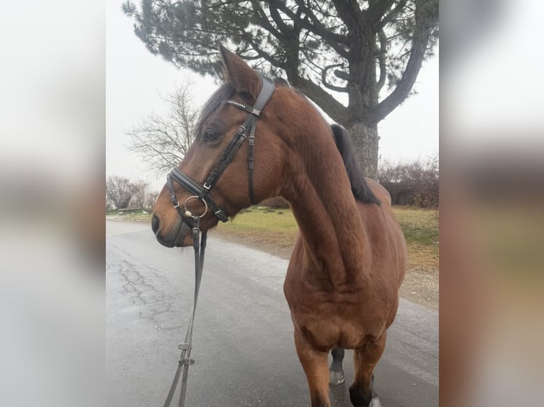 Inne konie gorącokrwiste Wałach 11 lat 170 cm Gniada in Pelmberg