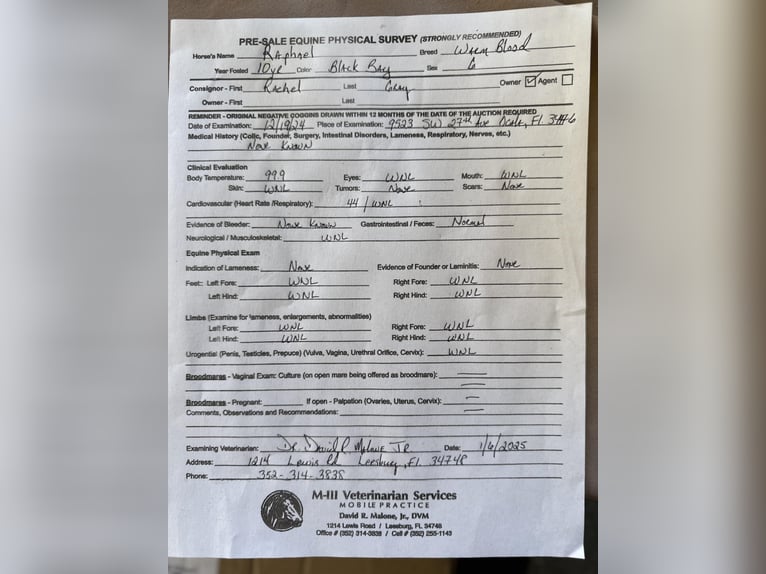 Inne konie gorącokrwiste Wałach 11 lat 170 cm Gniada in Ocala FL