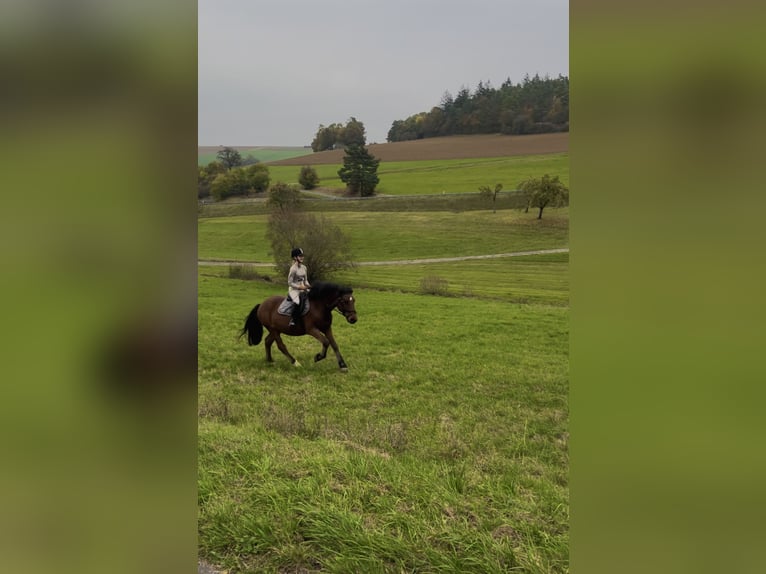 Inne konie gorącokrwiste Wałach 12 lat 158 cm Gniada in Kupferzell