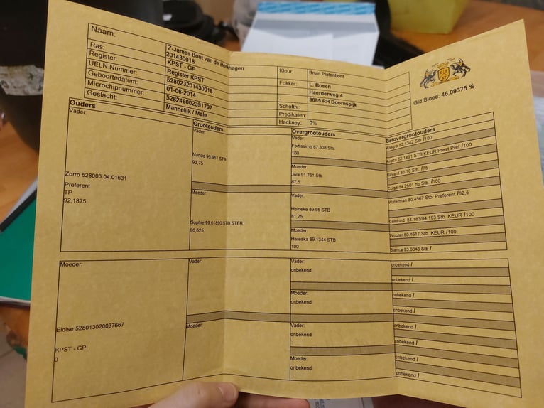 Inne konie gorącokrwiste Wałach 12 lat 160 cm Srokata in Kirchbichl