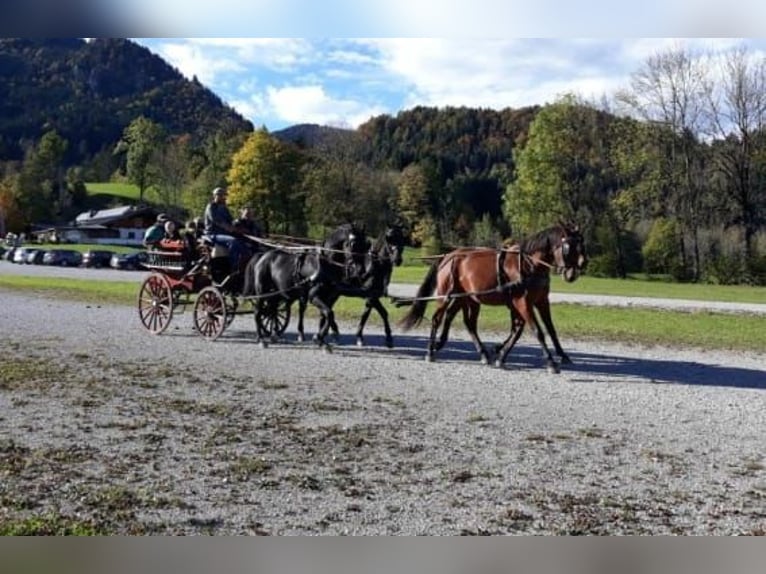 Inne konie gorącokrwiste Wałach 12 lat 165 cm Gniada in Weilheim in Oberbayern