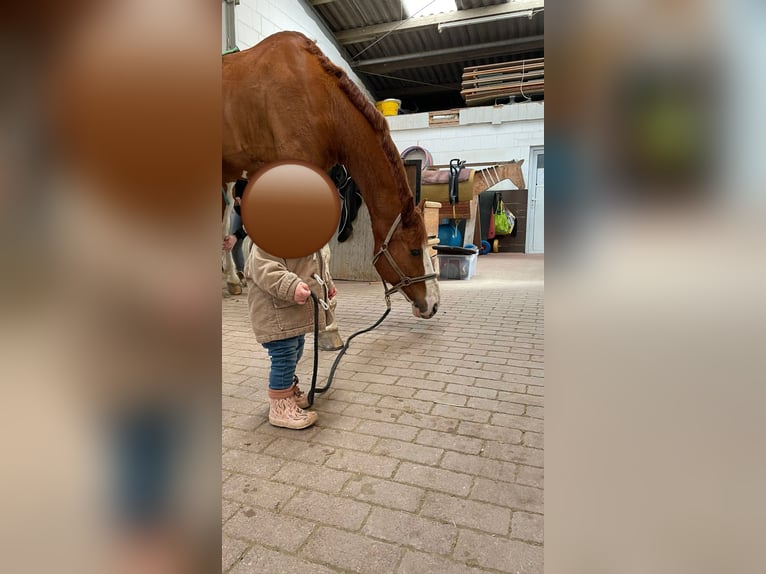 Inne konie gorącokrwiste Wałach 12 lat 180 cm Kasztanowata in Willich