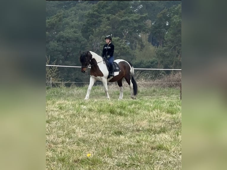 Inne konie gorącokrwiste Mix Wałach 13 lat 156 cm Srokata in Nuthe-Urstromtal