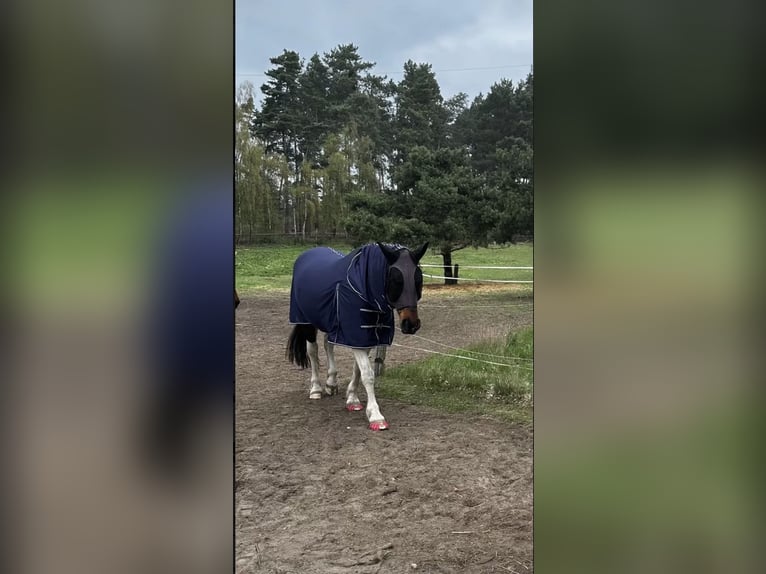 Inne konie gorącokrwiste Mix Wałach 13 lat 156 cm Srokata in Nuthe-Urstromtal