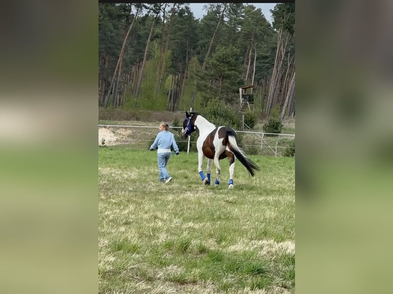 Inne konie gorącokrwiste Mix Wałach 13 lat 156 cm Srokata in Nuthe-Urstromtal