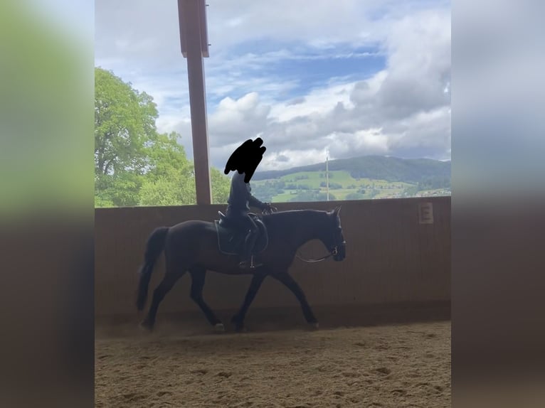 Inne konie gorącokrwiste Mix Wałach 13 lat 157 cm Kara in Feldkirchen in Kärnten