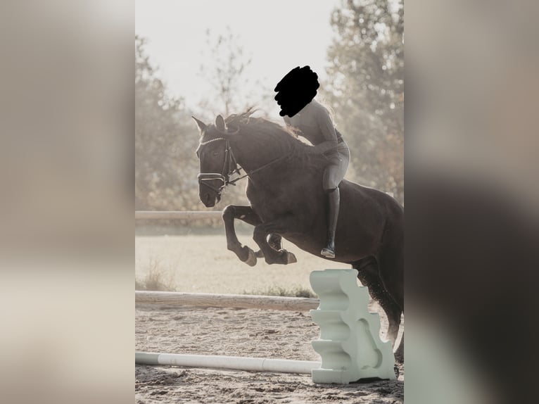 Inne konie gorącokrwiste Mix Wałach 13 lat 157 cm Kara in Feldkirchen in Kärnten