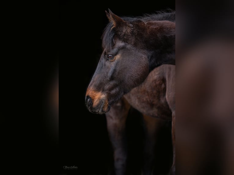 Inne konie gorącokrwiste Wałach 13 lat 159 cm Ciemnogniada in Küps