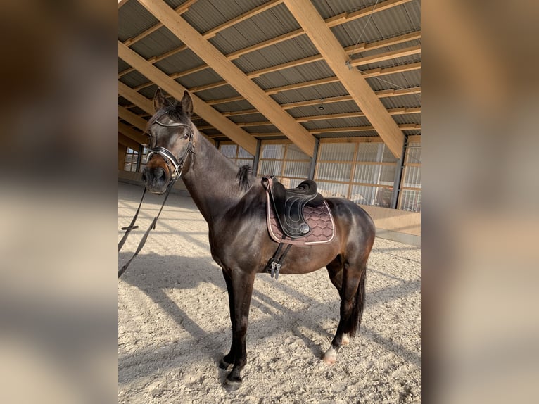 Inne konie gorącokrwiste Wałach 13 lat 159 cm Ciemnogniada in Küps