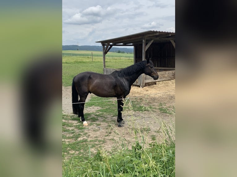 Inne konie gorącokrwiste Wałach 13 lat 159 cm Ciemnogniada in Küps