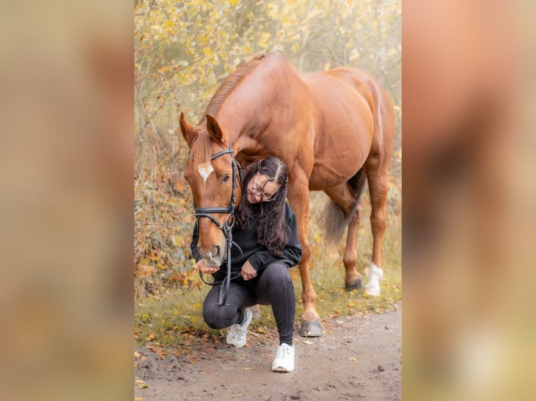Inne konie gorącokrwiste Wałach 13 lat 165 cm Kasztanowata in Cesky Krumlov