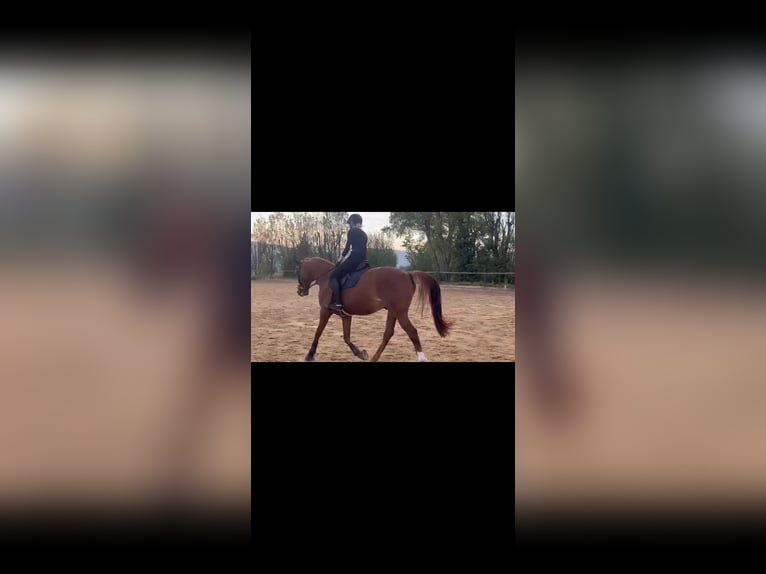 Inne konie gorącokrwiste Wałach 14 lat 163 cm Kasztanowata in Oberriet