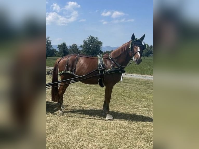 Inne konie gorącokrwiste Wałach 14 lat 163 cm Kasztanowata in Oberriet