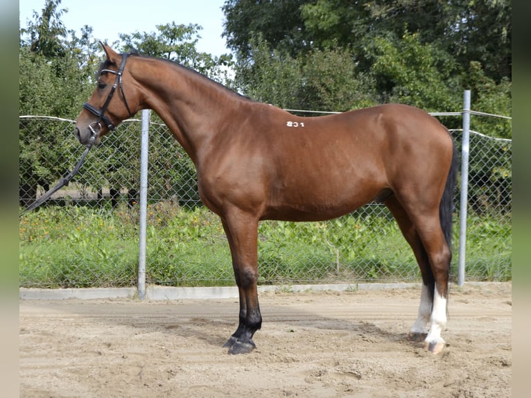 Inne konie gorącokrwiste Wałach 14 lat 165 cm Gniada in Łubowo