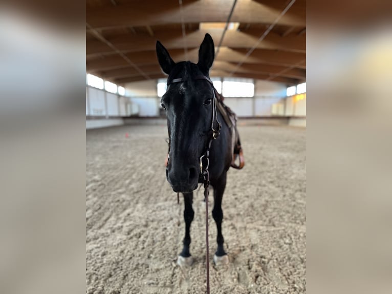 Inne konie gorącokrwiste Mix Wałach 15 lat 158 cm Skarogniada in Wien, Donaustadt