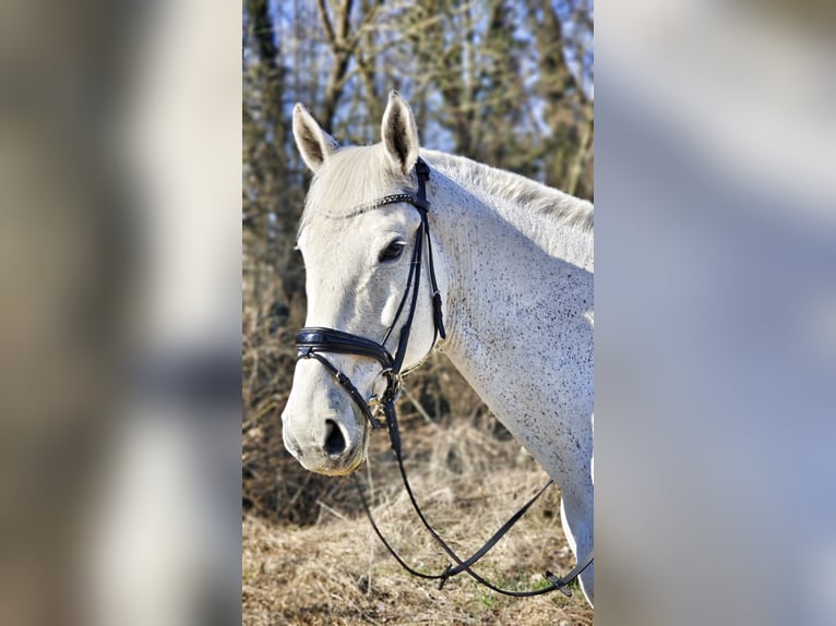 Inne konie gorącokrwiste Wałach 15 lat 175 cm Siwa jabłkowita in Wiener Neustadt