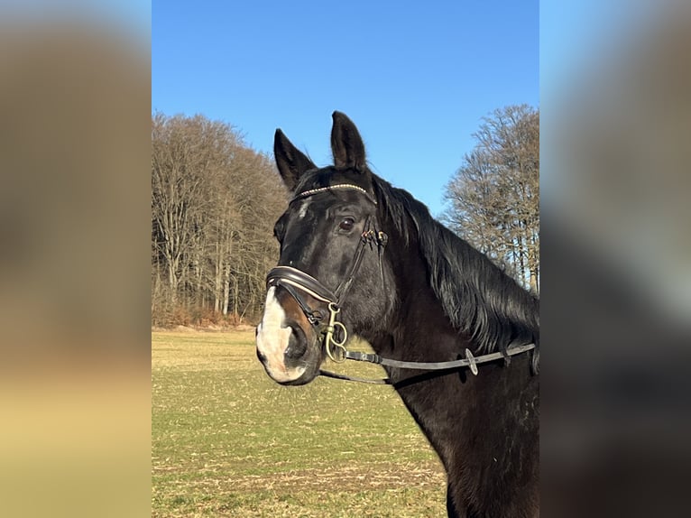 Inne konie gorącokrwiste Wałach 16 lat 160 cm Ciemnogniada in Ursensollen