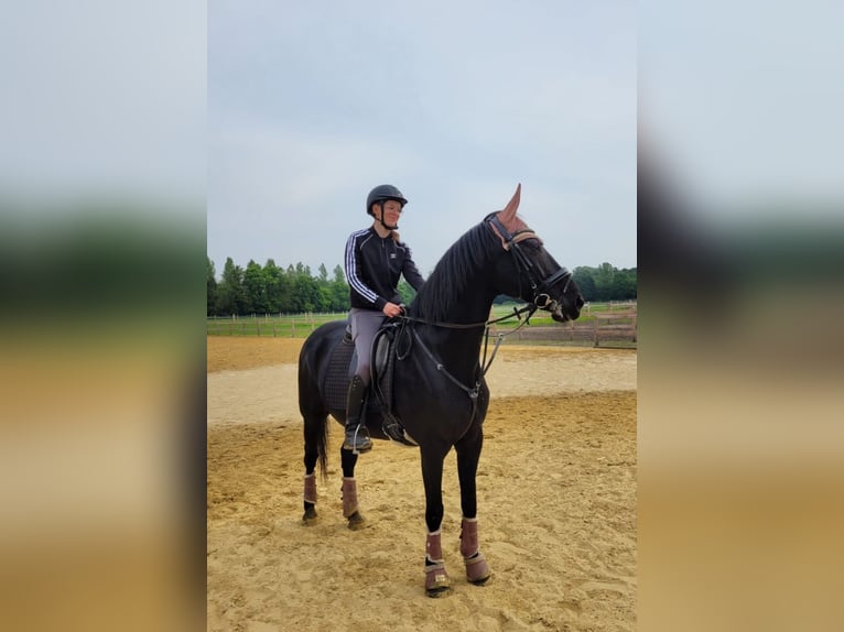 Inne konie gorącokrwiste Wałach 16 lat 160 cm Kara in Lippstadt