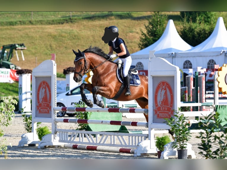 Inne konie gorącokrwiste Wałach 16 lat 165 cm Gniada in Premstätten