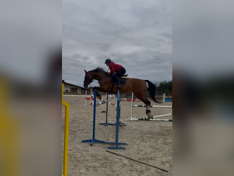 Inne konie gorącokrwiste Mix Wałach 16 lat 173 cm Gniada in Bielsko-Bia&#x142;a