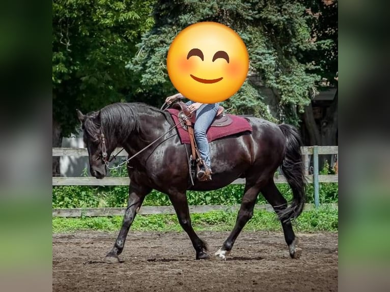 Inne konie gorącokrwiste Wałach 17 lat 170 cm Kara in L&#xFC;bben (Spreewald)
