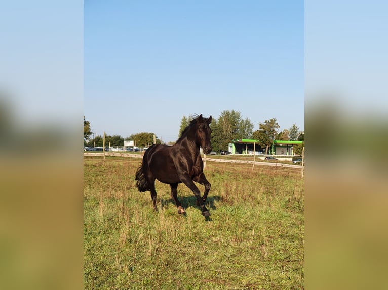 Inne konie gorącokrwiste Wałach 17 lat 170 cm Kara in L&#xFC;bben (Spreewald)