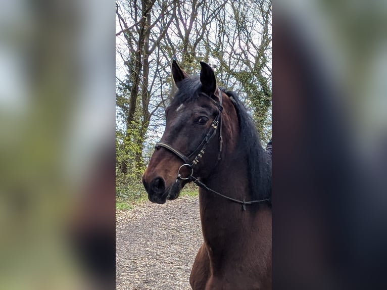 Inne konie gorącokrwiste Wałach 17 lat 171 cm Gniada in Euskirchen