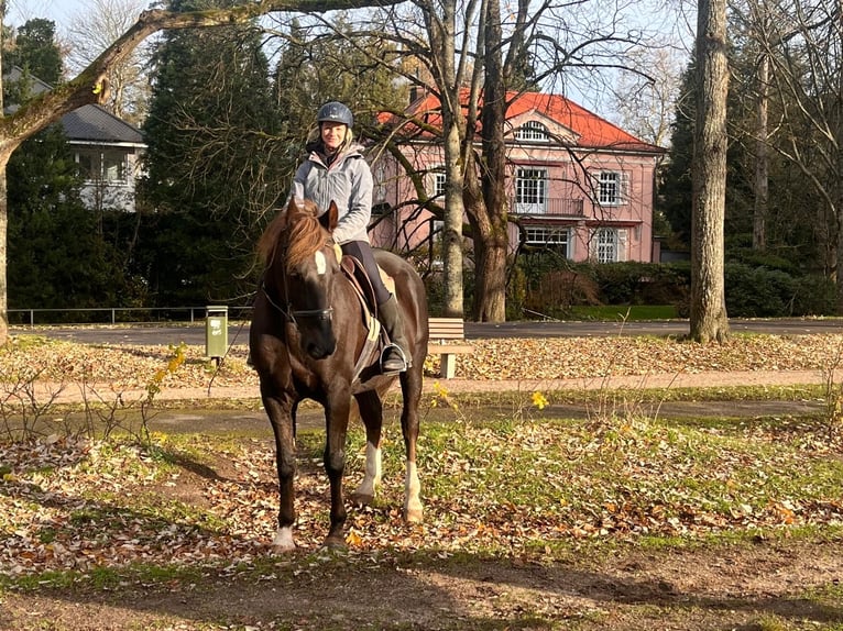 Inne konie gorącokrwiste Wałach 18 lat 162 cm Kara in Baden-Baden