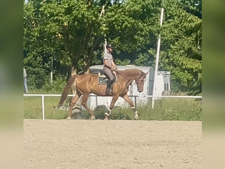 Inne konie gorącokrwiste Wałach 18 lat 172 cm Kasztanowata in Pelmberg