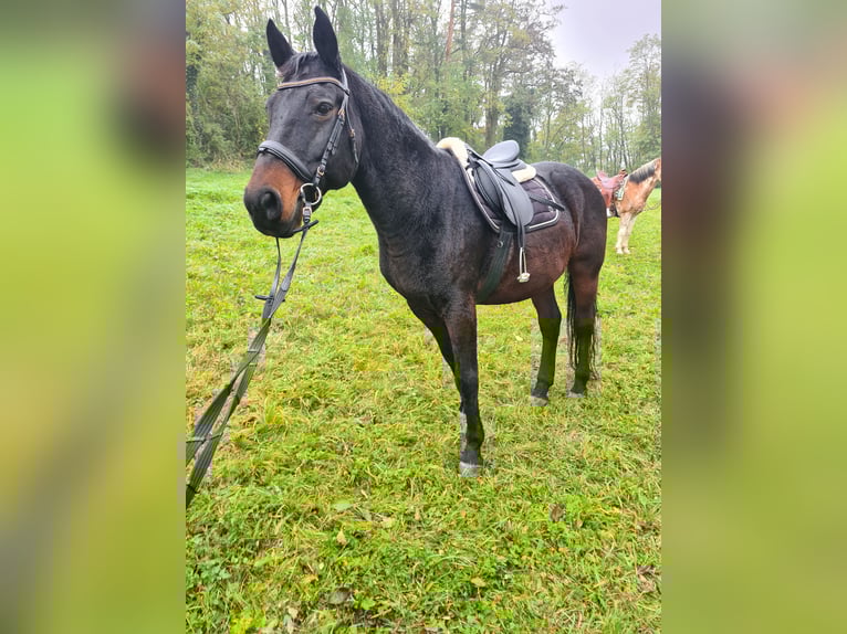 Inne konie gorącokrwiste Wałach 19 lat 160 cm Ciemnogniada in Eggendorf im Thale