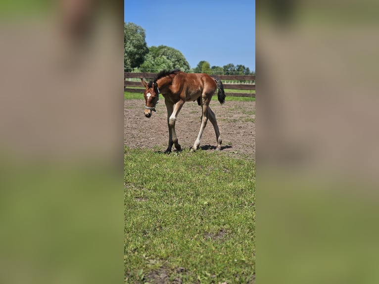 Inne konie gorącokrwiste Mix Wałach 1 Rok 155 cm Siwa in Wolfsburg