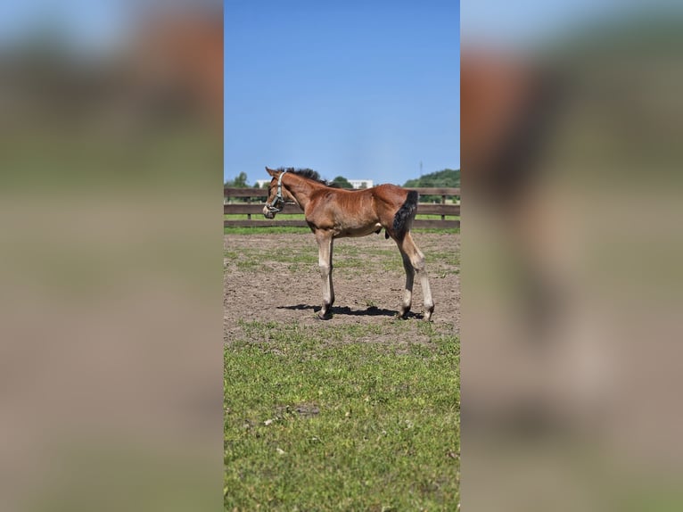 Inne konie gorącokrwiste Mix Wałach 1 Rok 155 cm Siwa in Wolfsburg