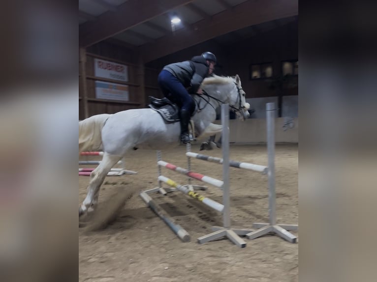 Inne konie gorącokrwiste Wałach 20 lat 157 cm Siwa in Völkermarkt