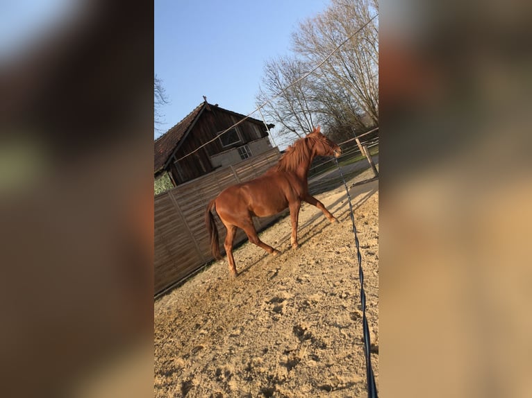 Inne konie gorącokrwiste Wałach 21 lat Kasztanowata in AachenAaz