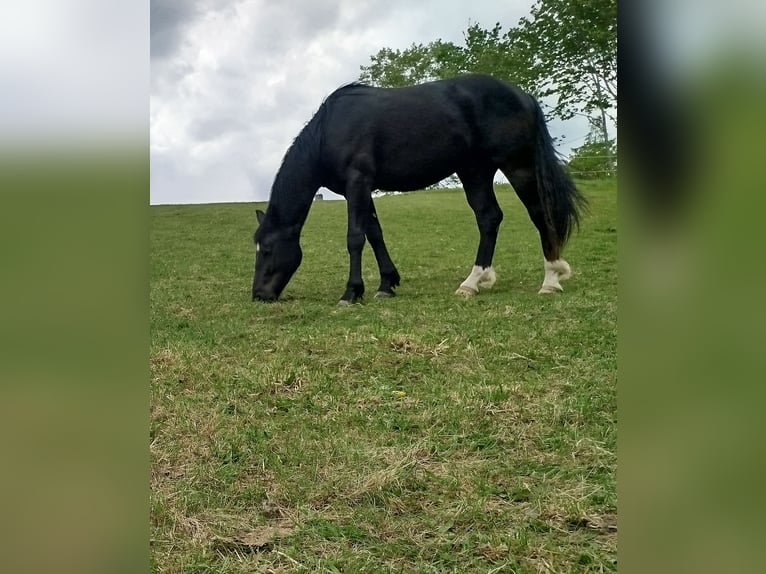Inne konie gorącokrwiste Mix Wałach 2 lat 160 cm Kara in Stary Olsztyn