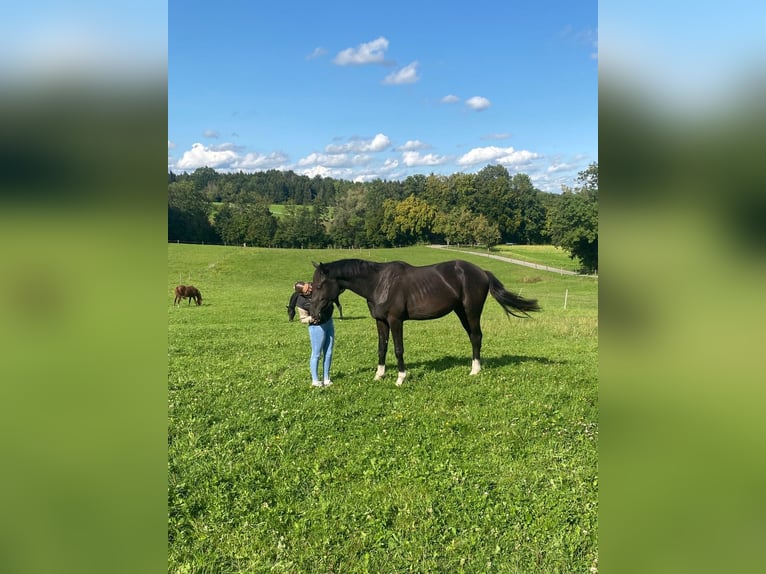 Inne konie gorącokrwiste Wałach 2 lat 165 cm Kara in Ebensee