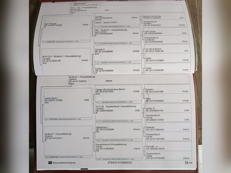Inne konie gorącokrwiste Wałach 2 lat Kasztanowata in Ochtrup