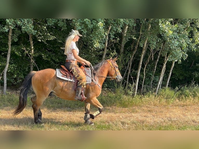 Inne konie gorącokrwiste Wałach 3 lat 151 cm Gniada in Linkenbach